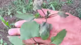 buruiana-arsa buruiana-arsa