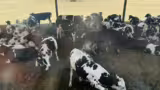 vaci-ferma-almarai vaci-ferma-almarai