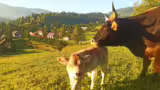 vaci-lapte vaci-lapte