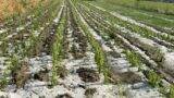 porumb-distrus-grindina porumb-distrus-grindina