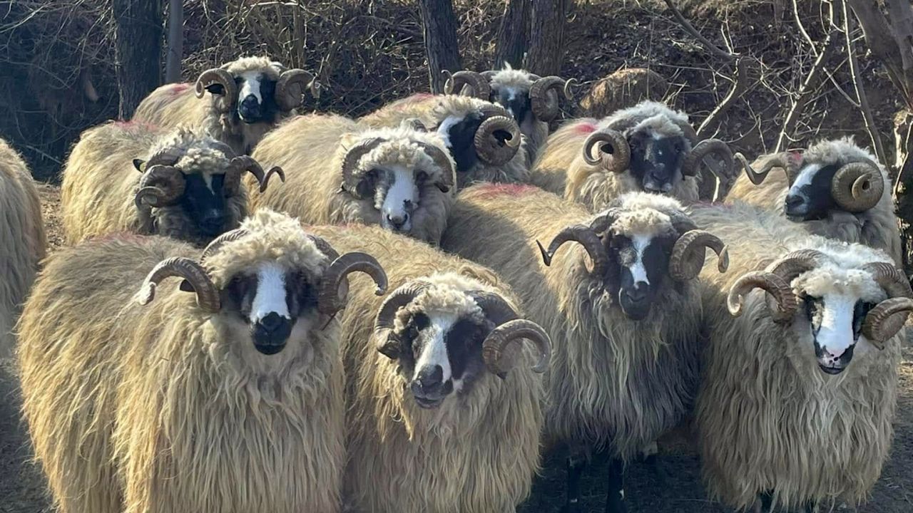 Efectiv de ovine