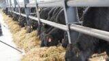 ferma-angus-netoiu-cetate ferma-angus-netoiu-cetate