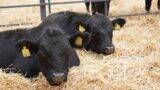 vitei-angus vitei-angus