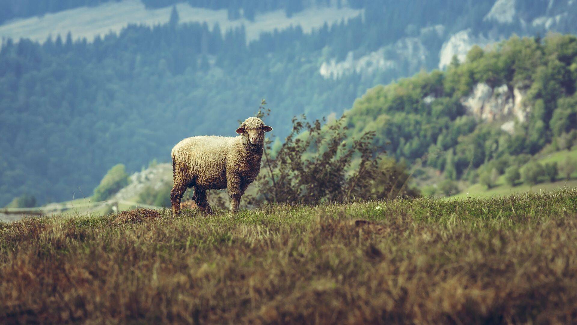 Criză în oierit