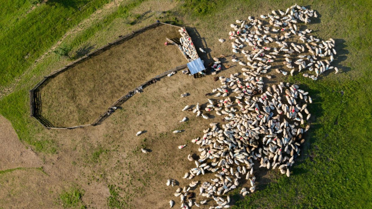 Turmă de ovine