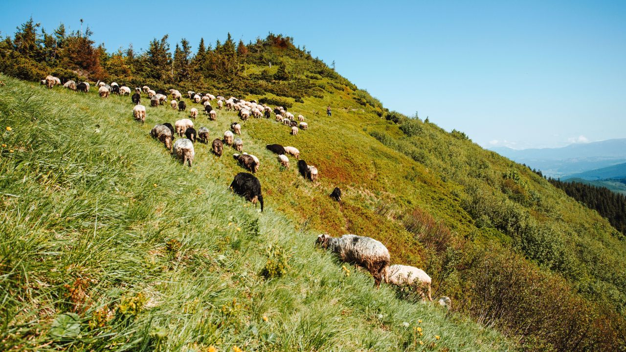 Focar de pesta micilor rumegătoare