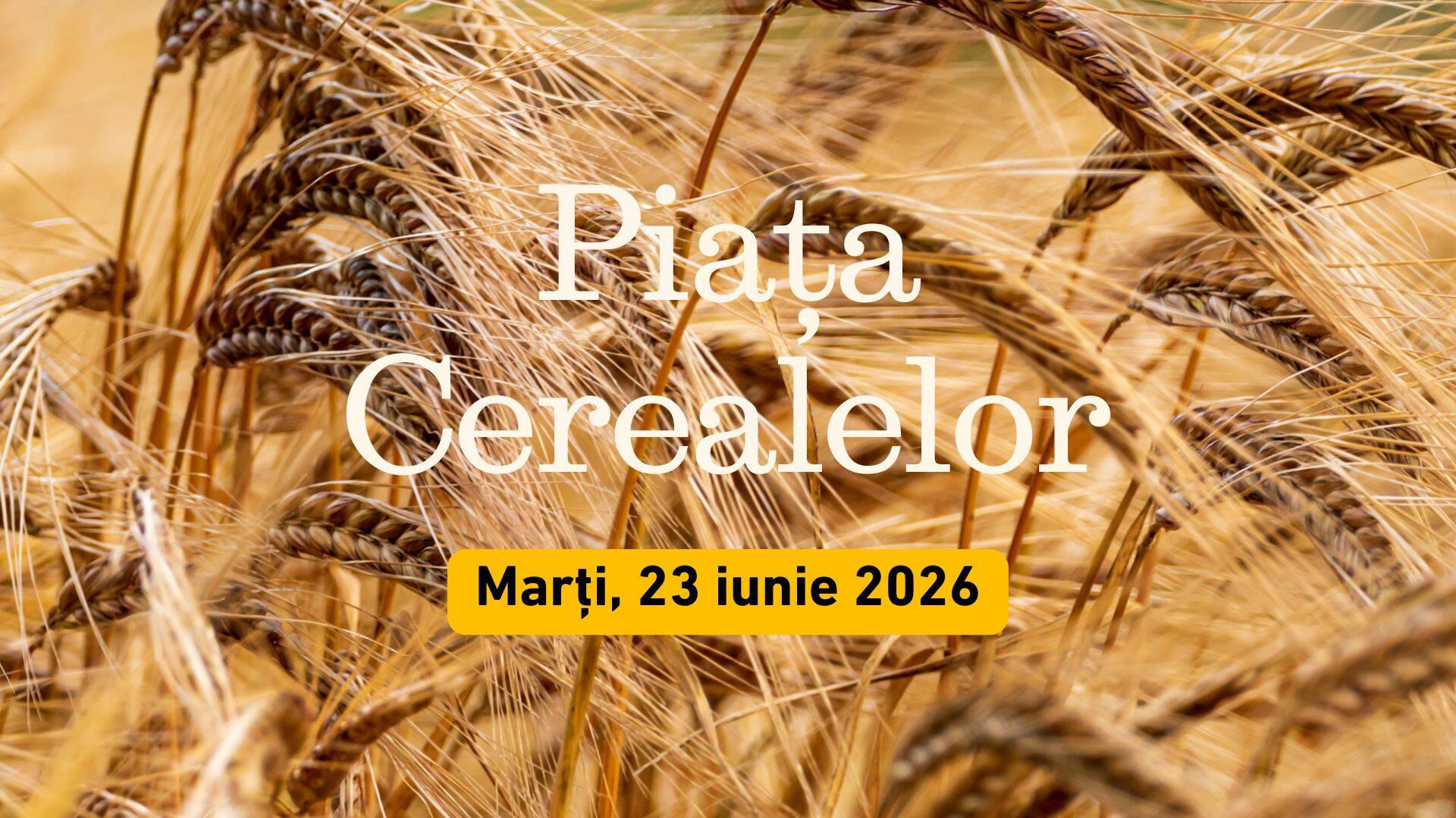 Piața Cerealelor - analiza informativă a zilei de marți, 23 iunie