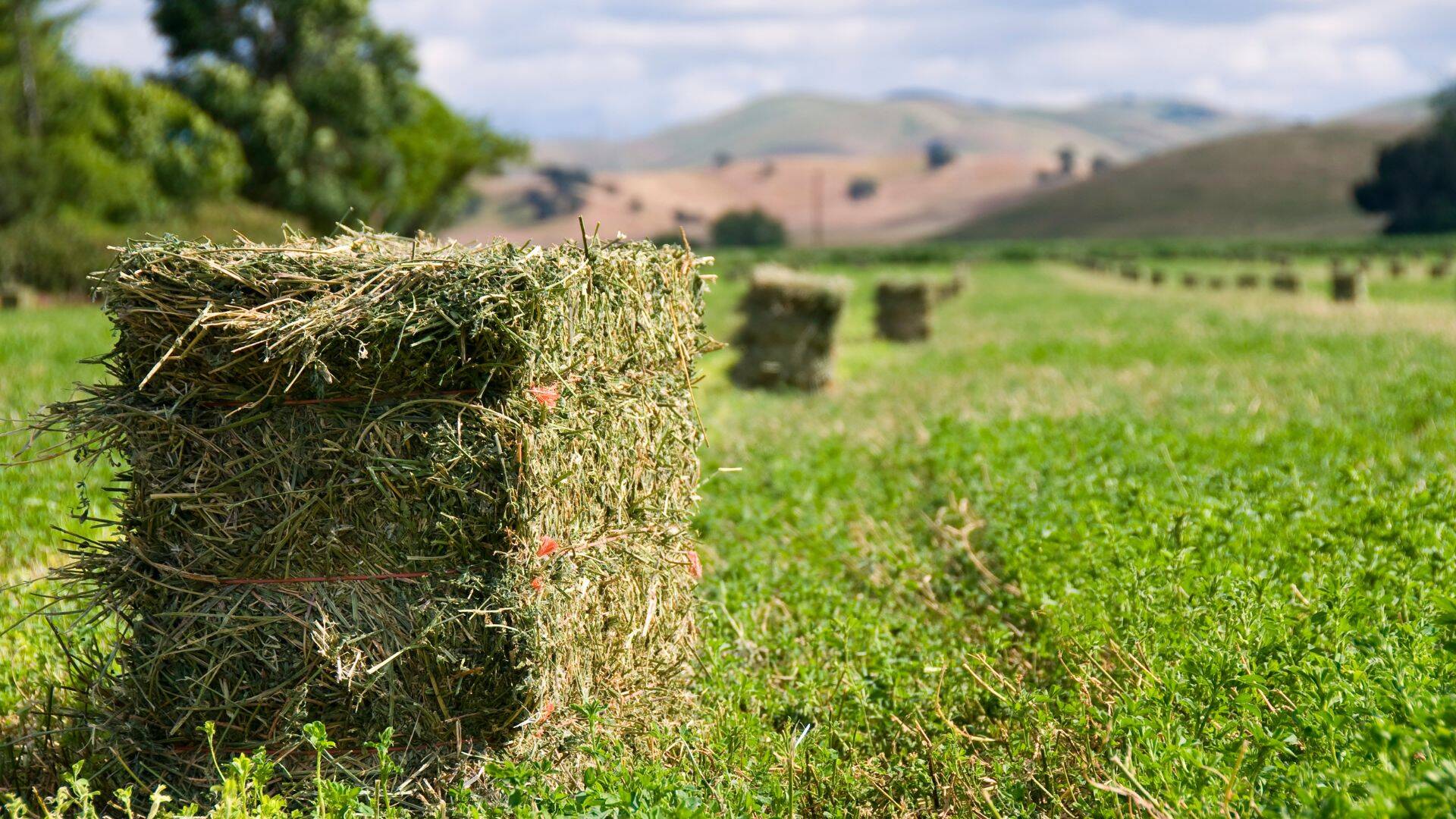 Recoltă de lucernă