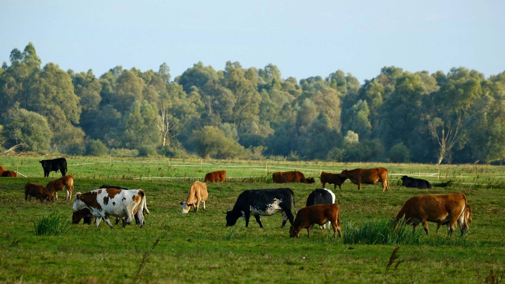ANSVSA infirmă informațiile privind un focar de antrax în Botoșani