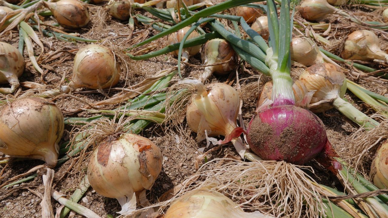 Fermierii ucrainieni cultivatori de ceapă folosesc o tehnologie sud-coreeană