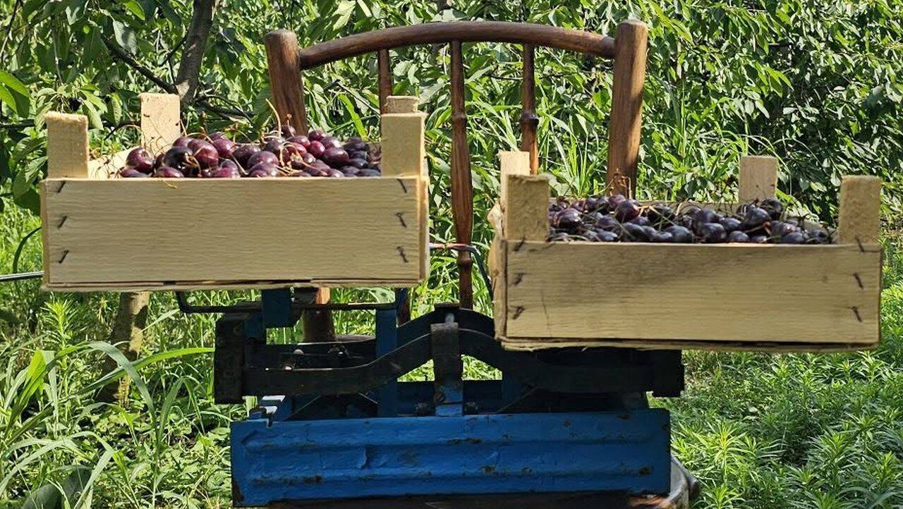 Cireșe gratis într-o livadă din Giurgiu