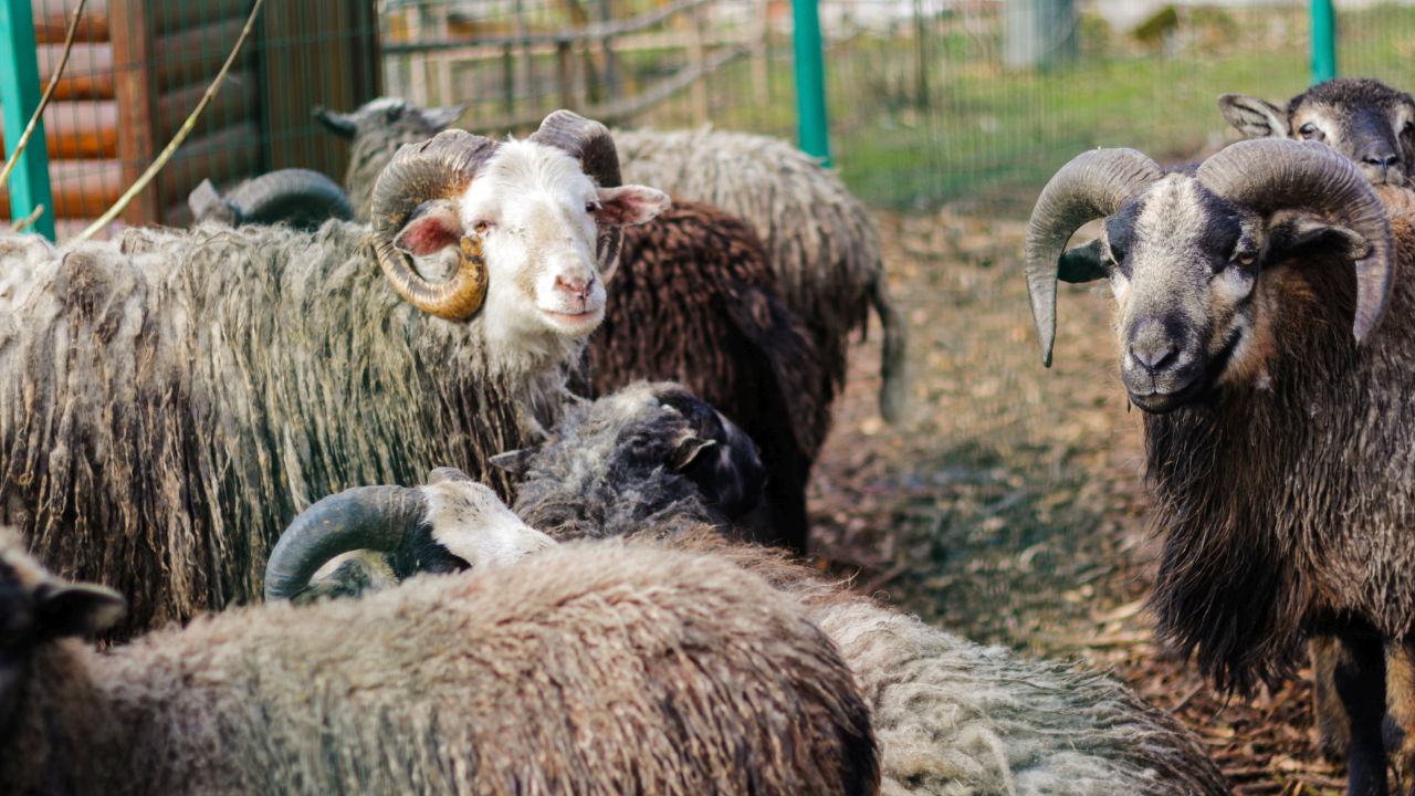 Problemele oierilor, la Conferința pentru Zootehnie