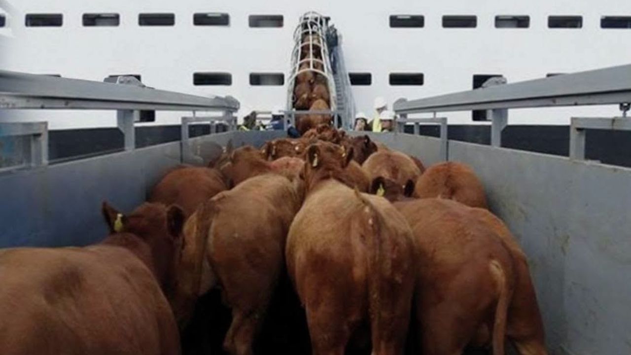 Export de taurine