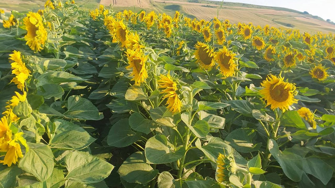 Cultură de floarea-soarelui (foto: Syngenta România)