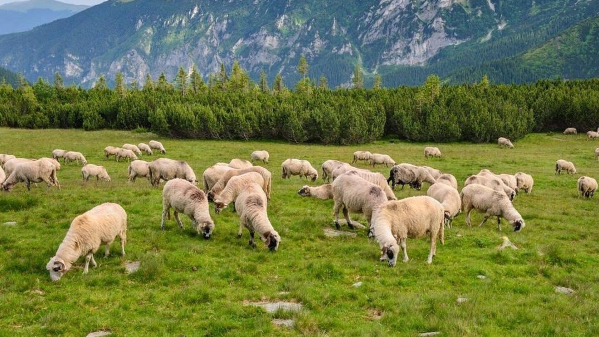 Măsuri ANSVSA pentru pășunat