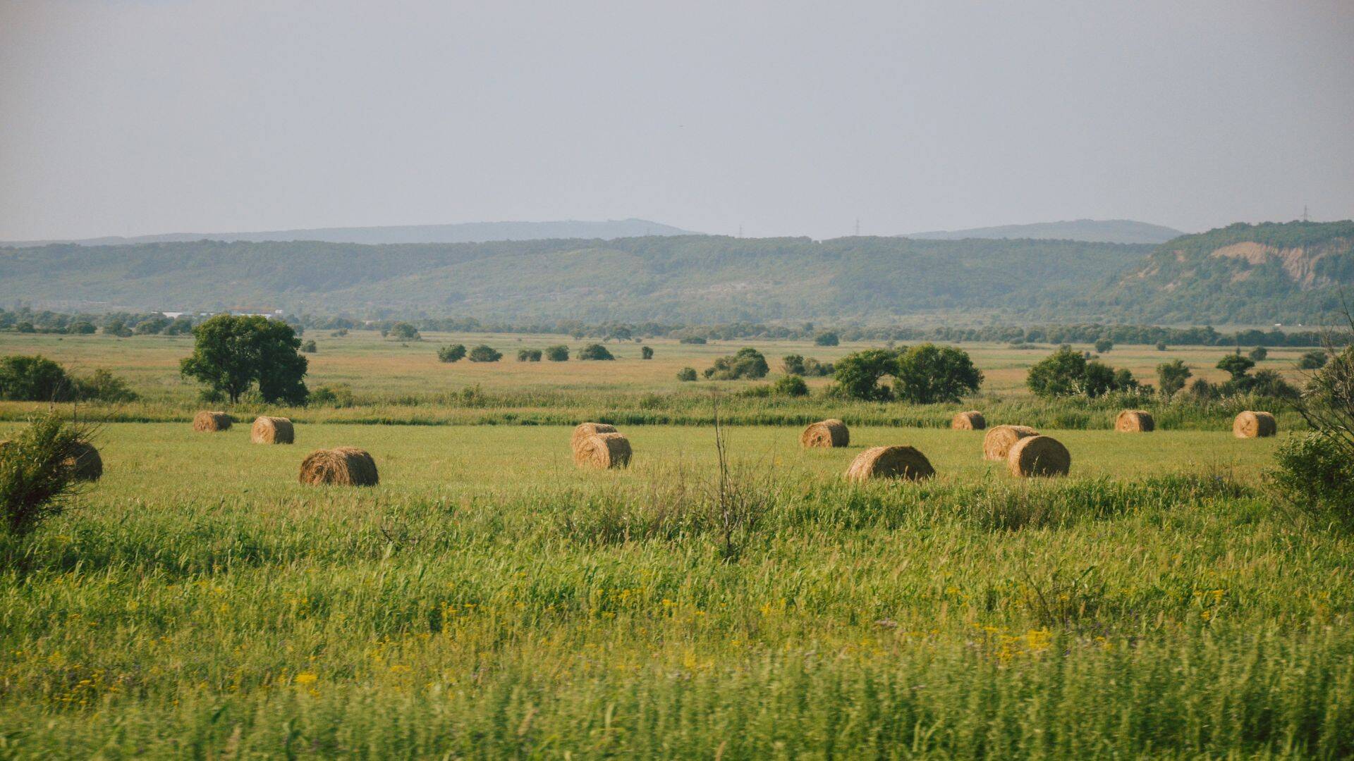 Pășune cosită