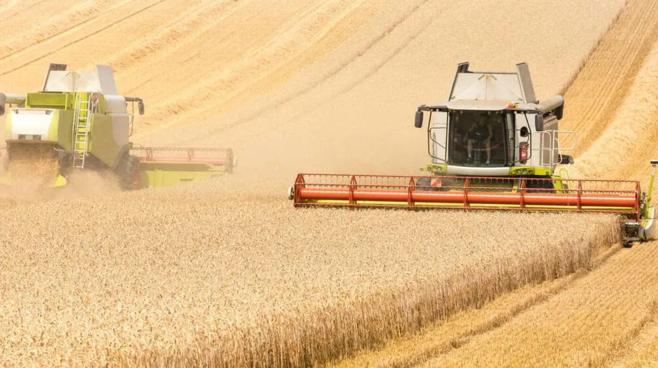 Campania de recoltare la grâu, închisă în multe ferme