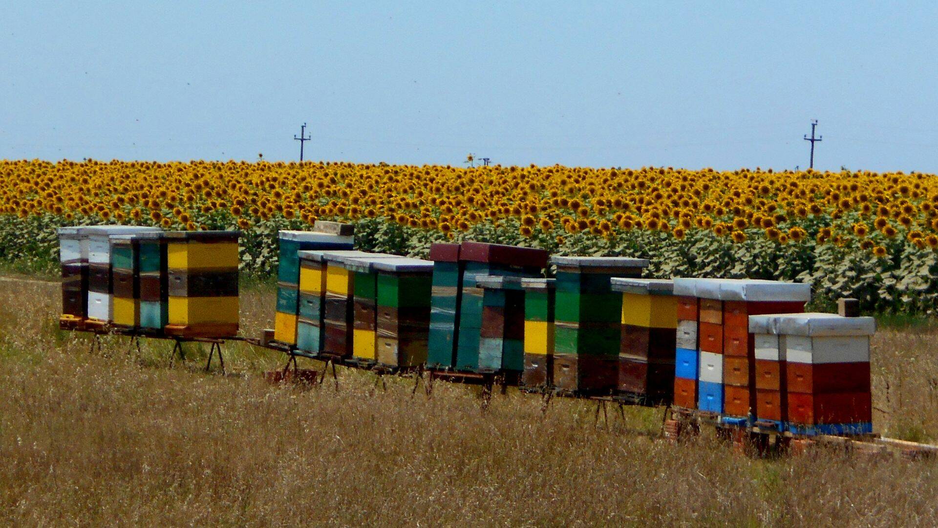Stupi lângă un lan de floarea-soarelui