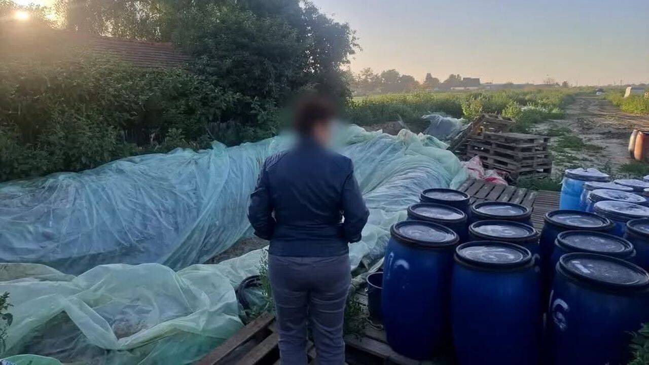 Varză murată în pământ